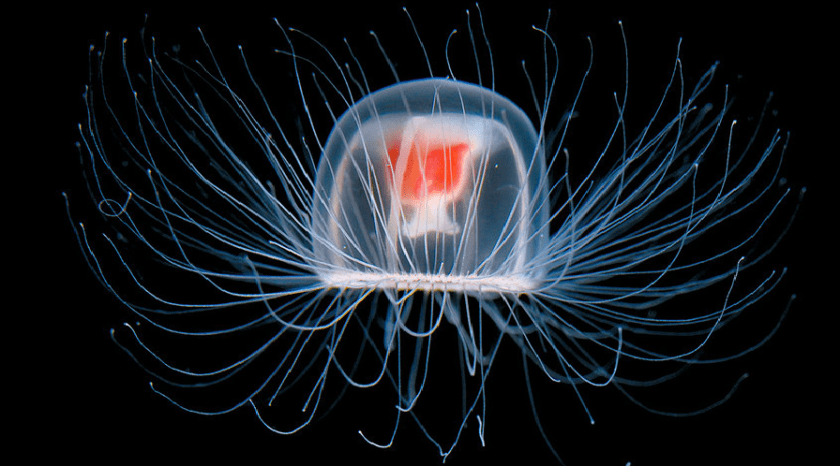 The Immortal Jellyfish